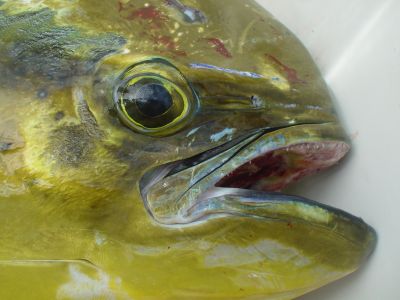 Coryphaena hippurus, dorade coryphene