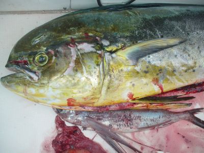 poisson volant, voilier, atlantique