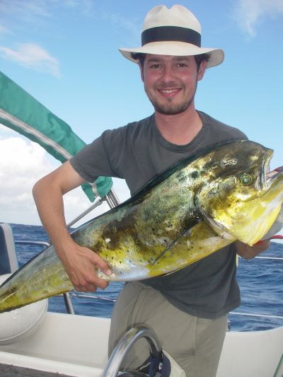 steven, dorade coryphene, Coryphaena hippurus, Coryphenides, voilier, atlantique, peche