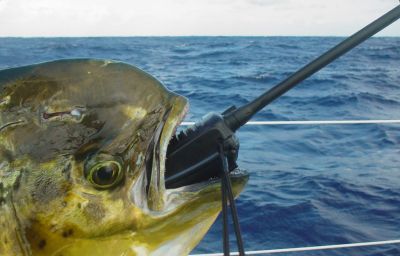 vhf, icom, dorade coryphene