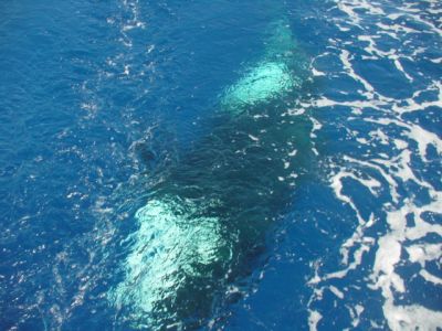 Sweet meeting for our 1000 miles: a whale and its little baby whale come and caress the FoLaLieR's hull. (Cape Verde sea, 1000 Miles)