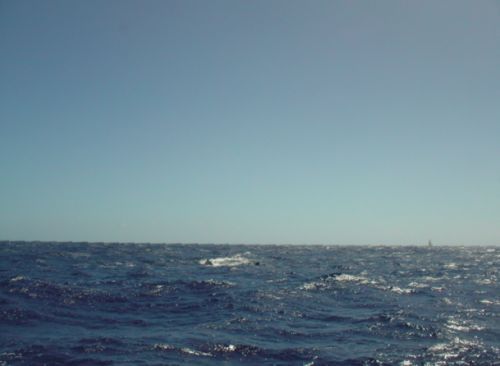 6 big grey whales where on our way as we came back from St Lucia. We spoted them one minute before impact, else, we could have renamed 