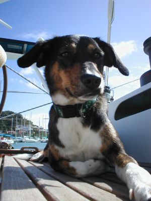 Marcy, excellent crew aboard, is sadly leaving to go back to Terminator's land. The FoLaLieR team is very sad, the Rhum is fortunately here to help forgetting…