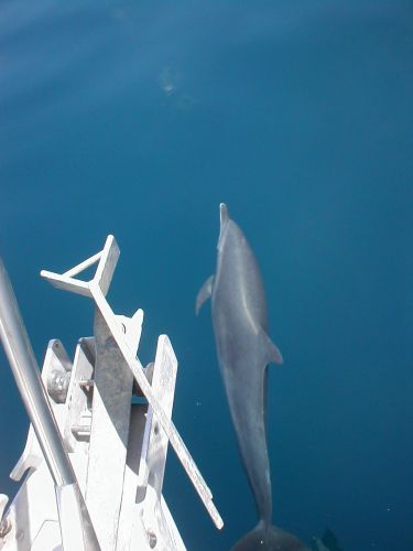 Special escort for our arrival at Bahia Drake. (Bahia Drake, Costa RIca)