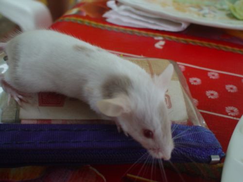 The military inspect our boat before we are allowed to leave the place. First taco with mice meat. (Puerto Madero, Chiapas - Mexico)