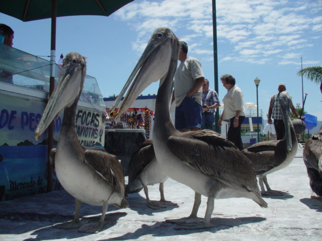 pelican, mexico, mauvais sort